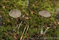 Entoloma griseopulchrum
